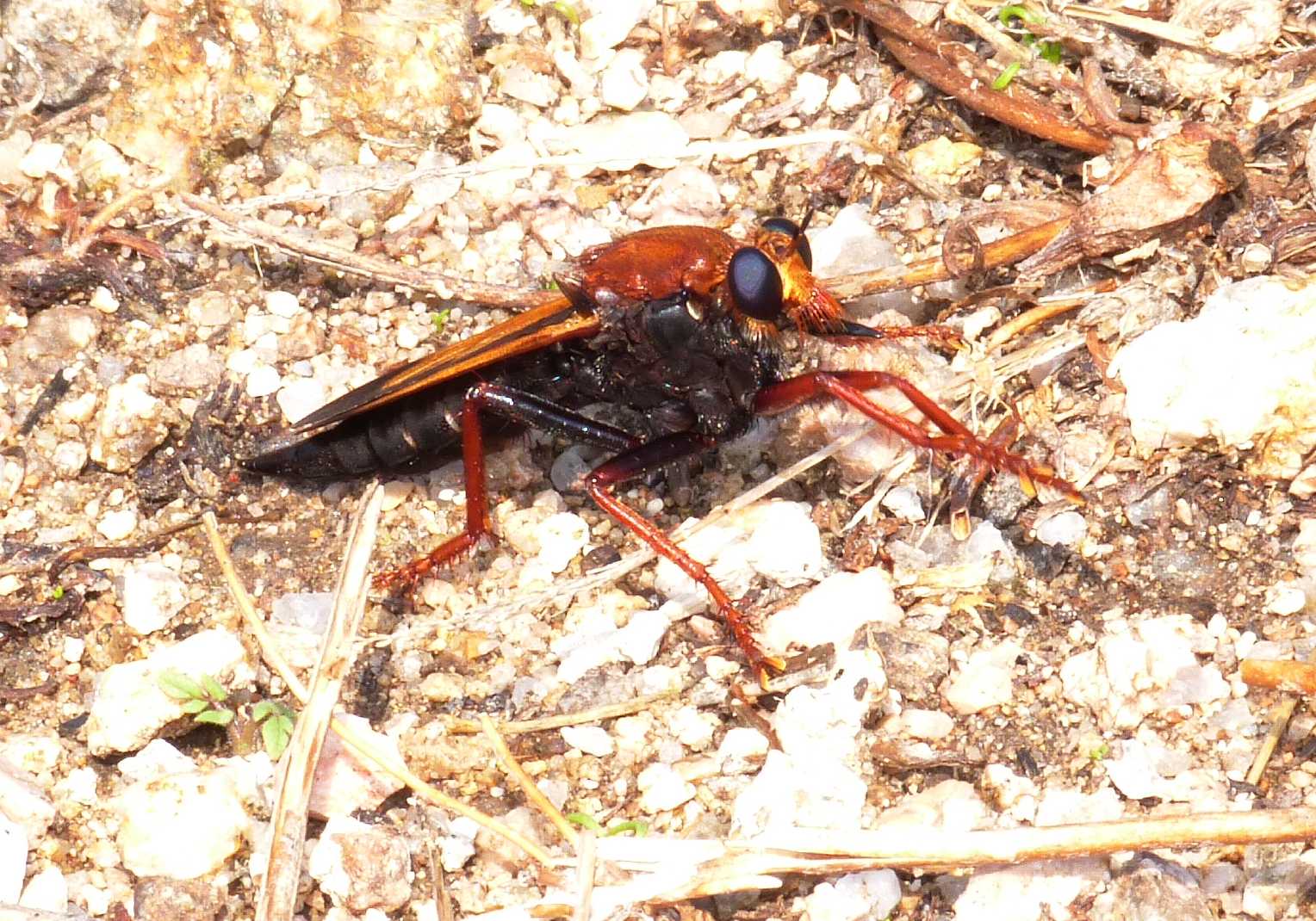 Cosa non si fa per una foto! (Asilus barbarus)